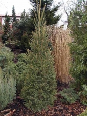 Picea abies 'Cupressina' 
